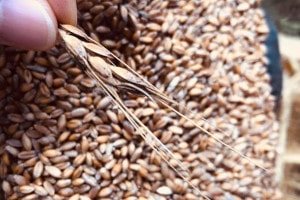 ー無農薬・不耕起栽培の小麦・ライ麦・スペルト小麦作り
